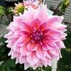 savvythreads70
